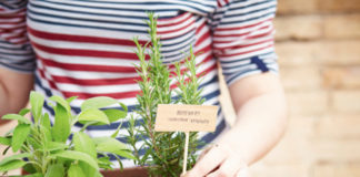 Creare un piccolo giardino di erbe aromatiche sul balcone 705 0 031 Creare un piccolo giardino di erbe aromatiche sul balcone_ok